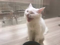 -飞行喵MR PILOT|猫舍·猫咖(静安大融城店)
