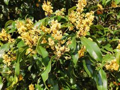 -上海市龙华烈士陵园