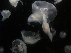 -鹿儿岛水族馆