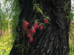 -南汇桃花村