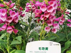 -国家植物园