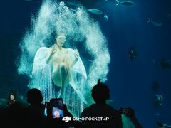 -海合安武汉极地海洋公园