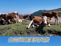 -灵山