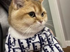 -喵zoo家庭繁育猫舍(尖东智能花园店)