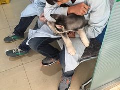 -小伙伴宠物医院•急重症转诊中心·老年专科·犬猫全科(北大街总院)