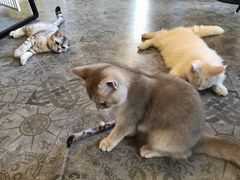 -房东的猫宠物生活馆