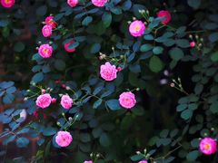 -颐和路民国时期公馆-风貌区