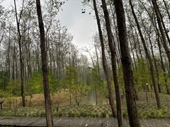 -合肥滨湖国家森林公园