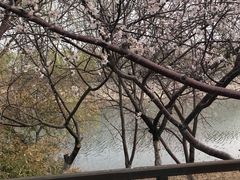 -桃花堤公园