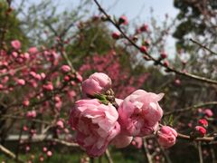 -南汇桃花村