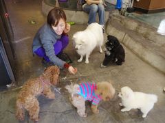 -百好乐宠物友好餐厅(朝外大街店)