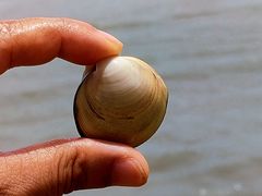-日照海滨国家森林公园