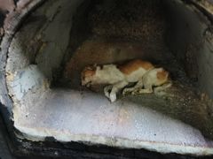 -彩虹桥宠物火化殡葬善终服务(金乐大厦店)