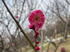 -香雪海