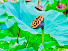 -长兴太湖图影湿地文化园