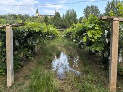 -北京张裕爱斐堡酒庄