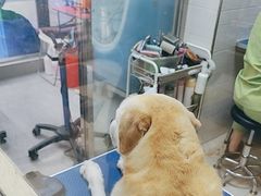 -芭比堂动物医院广州顽皮分院