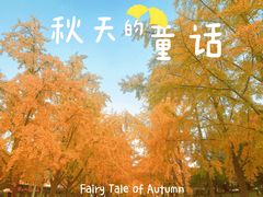 -三里屯东五街银杏大道