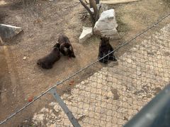 -石家庄市动物园