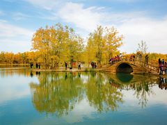 -金塔沙漠胡杨林景区