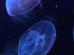 -长春中泰海洋世界