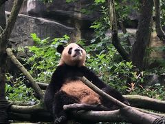 -都江堰中华大熊猫苑