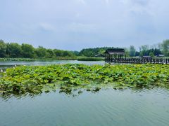 -溱湖国家湿地公园