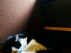 -猫的天空之城概念书店(杭州南宋御街店)