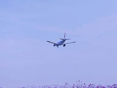 -空港花田景区