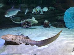 -迪拜水族馆及水下动物园