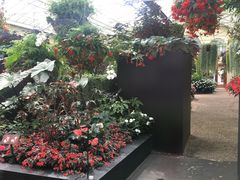 -斐兹洛伊花园