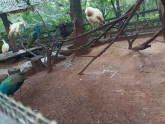 -海南热带野生动植物园
