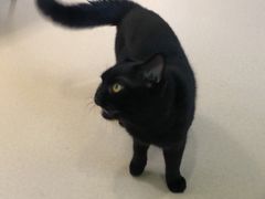 -猫在这儿猫咪咖啡馆·撸猫馆