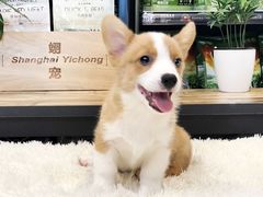 -翊宠yipet猫狗购宠庄园犬舍•猫舍