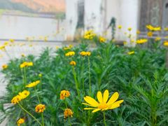 景点-婺源梦里老家大型山水实景演出
