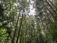 -素山寺森林公园