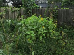 -南汇新场正宗水蜜桃采摘