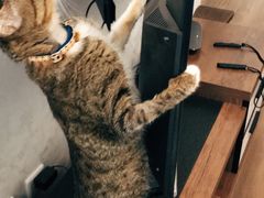 -芭比堂动物医院·犬猫全科·异宠专科(雁塔分院)