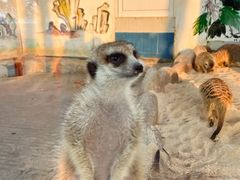 -西霞口神雕山野生动物世界