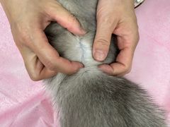 -北京观赏动物医院·24小时大型综合·猫专科·异宠专科