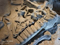 -自贡恐龙博物馆