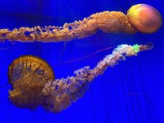 -上海海洋水族馆