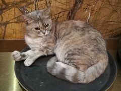 -more than meow吴止猫主题餐厅(承德 中船汇店)