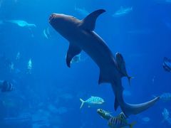 -太平洋海底世界