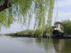 -高东镇樱花园