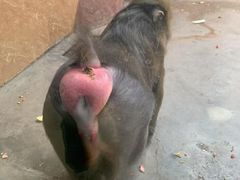 -石家庄市动物园