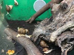-上海大自然野生昆虫馆(东方明珠·爬宠昆虫探索中心)