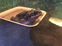 -上海大自然野生昆虫馆(东方明珠·爬宠昆虫探索中心)