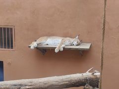 -青藏高原野生动物园