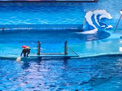 -海合安成都极地海洋公园